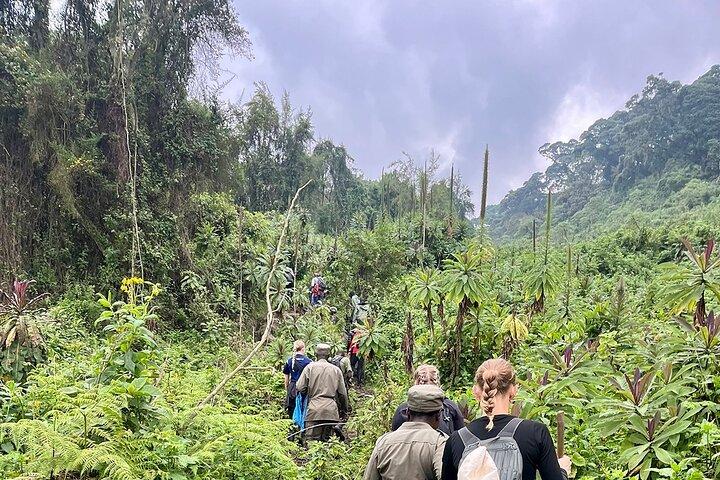 1 Day Bisoke Hike Safari at Volcanoes National Park