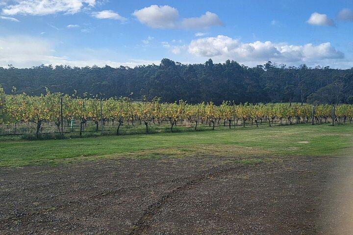 Signature Wine Tour - Hobart & SE Tasmania