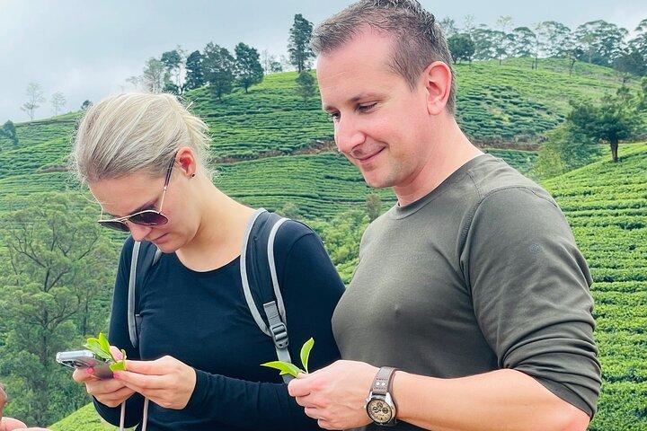 NuwaraEliya Tea Factory,Plantation & Water Falls Hike Tour by Car