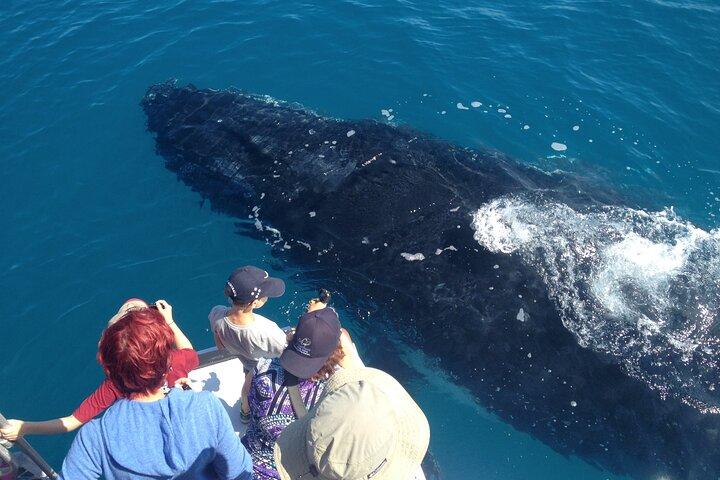 Noosa Ocean Adventures: Whale Watch