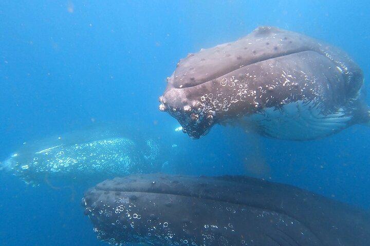 Noosa Ocean Adventures: Whale Watch