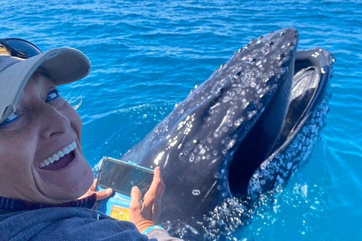 Noosa Ocean Adventures: Whale Watch
