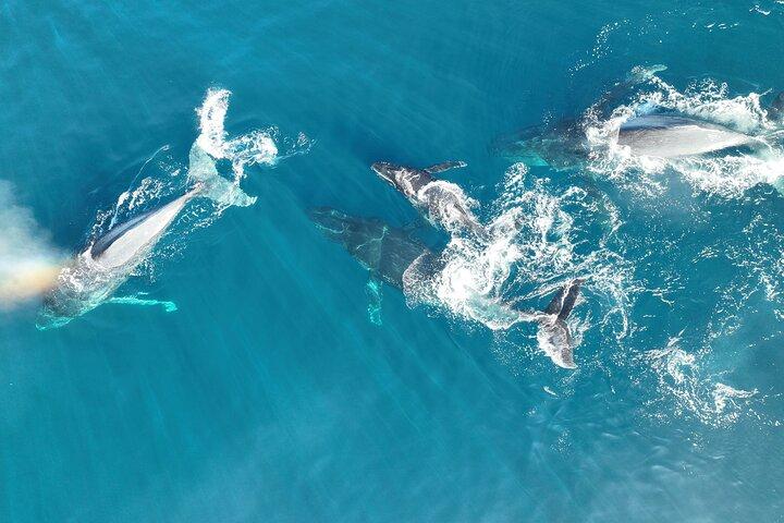 Noosa Ocean Adventures: Whale Watch