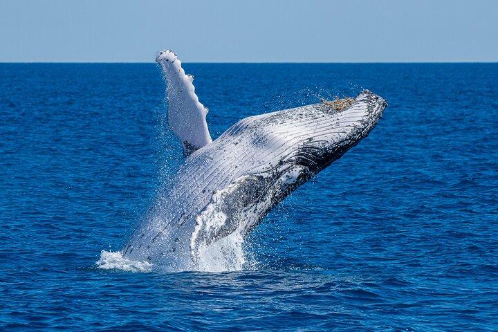 Noosa Ocean Adventures: Whale Watch