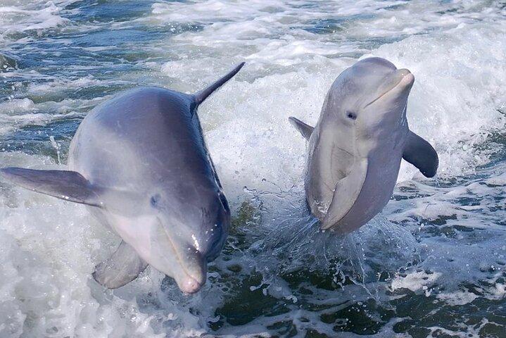 Noosa Ocean Adventures: Dolphins