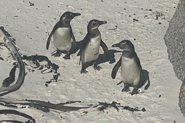 Private/Customised Cape Peninsula and Penguin Colony Tour