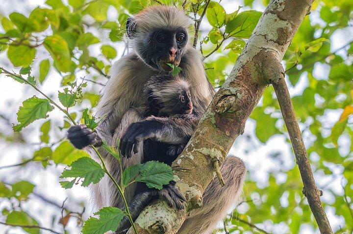 Half Day Private Guided Tour in Zanzibar to Spice Farm