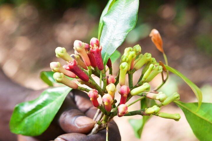 Half Day Private Guided Tour in Zanzibar to Spice Farm