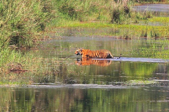 3 Days and 2 Nights Chitwan National Park Safari Tour in Pokhara