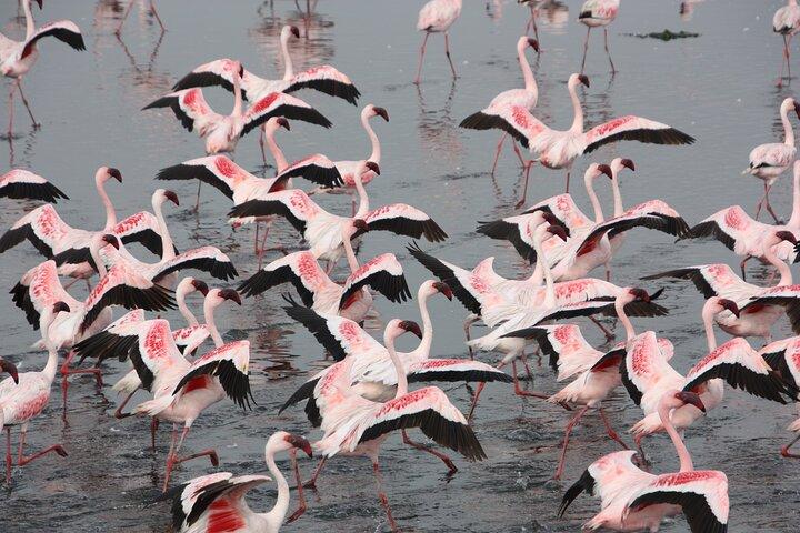 Sandwich harbour and Welwitschia Tour