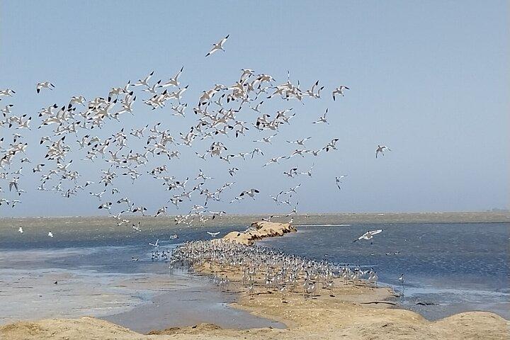 Sandwich Harbour Seals and Dune Tour