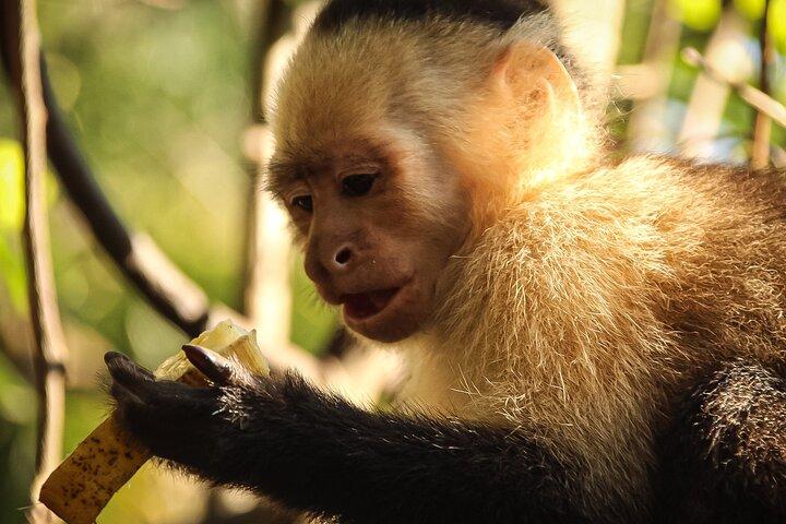 Jaco’s Wild Morning: Monkeys, Crocodiles and Local Flavors