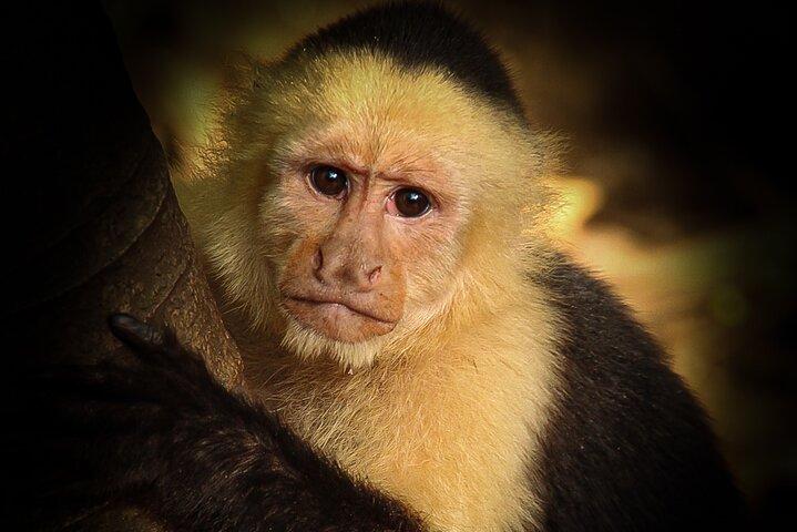 Jaco’s Wild Morning: Monkeys, Crocodiles and Local Flavors