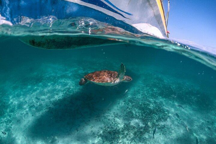 Half Day Akumal Beach Swim and Snorkel with Turtles Experience