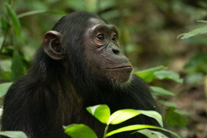 1 Day Ngamba Island Chimpanzee Experience