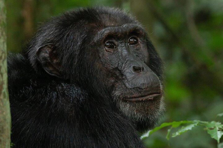 1 Day Ngamba Island Chimpanzee Experience