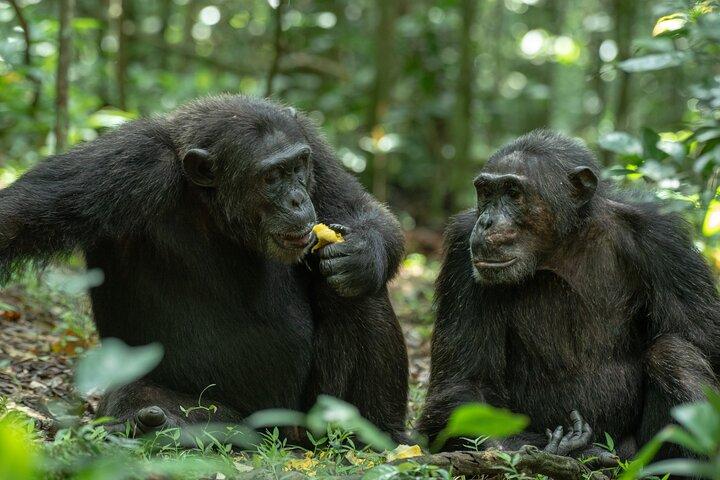 1 Day Ngamba Island Chimpanzee Experience