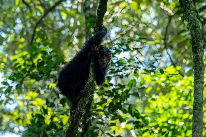 1 Day Ngamba Island Chimpanzee Experience