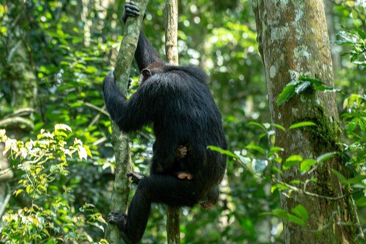 1 Day Ngamba Island Chimpanzee Experience