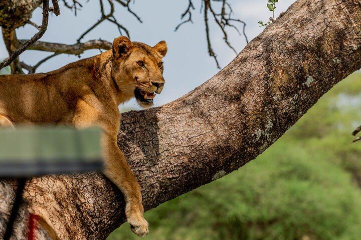 Day tour Lake Manyara National Park Safari