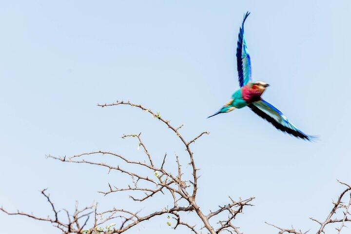 Day tour Lake Manyara National Park Safari