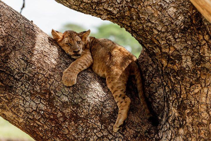 Day tour Lake Manyara National Park Safari