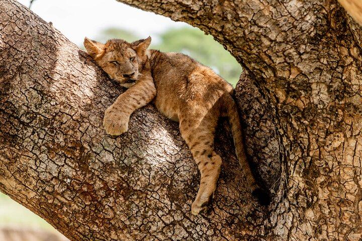 Day tour Lake Manyara National Park Safari