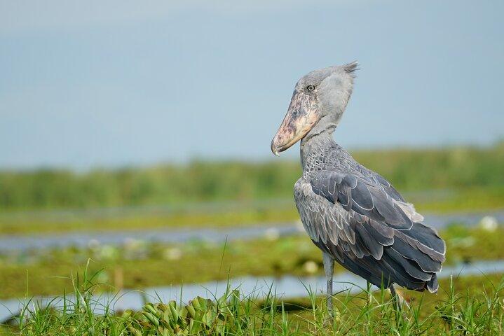 6 Hours Shoebill Stock and Mabamba Birding Private Experience