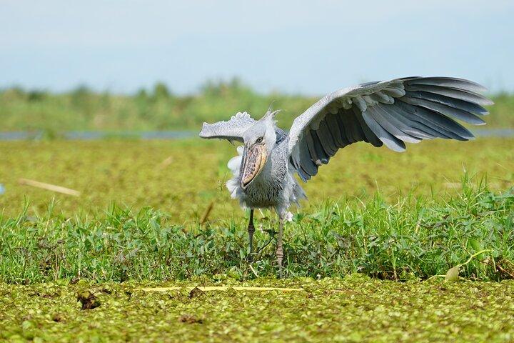 6 Hours Shoebill Stock and Mabamba Birding Private Experience