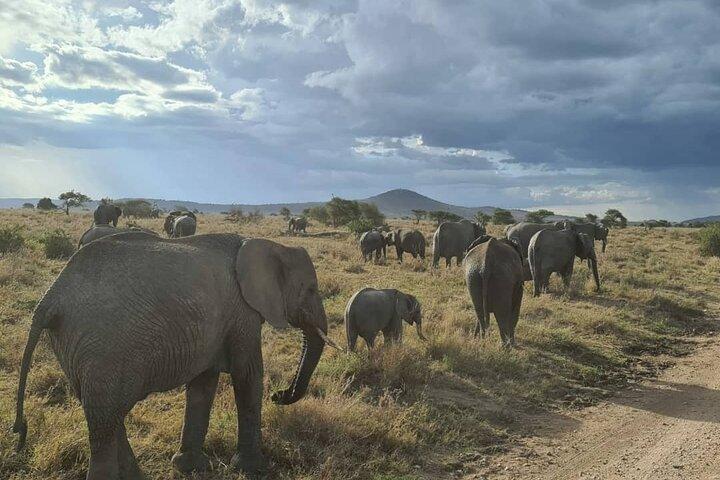 Tarangire National Park 1-Day Safari from Moshi or Arusha
