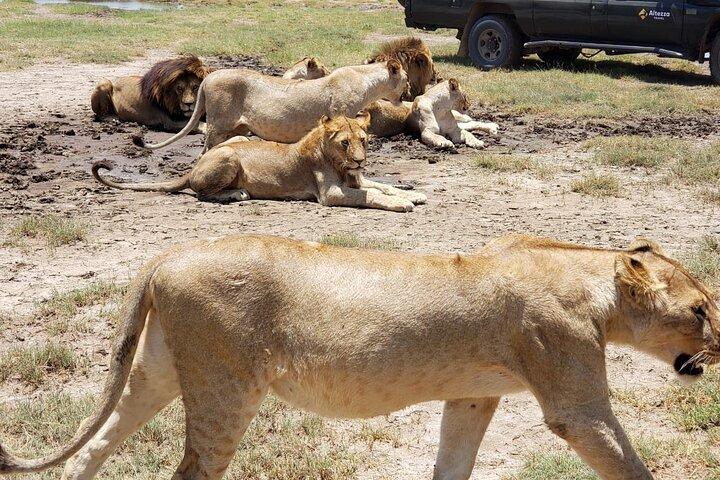 Tarangire National Park 1-Day Safari from Moshi or Arusha