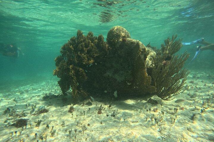 Snorkel Paradise Cancun 5 in 1 For Non Swimmers