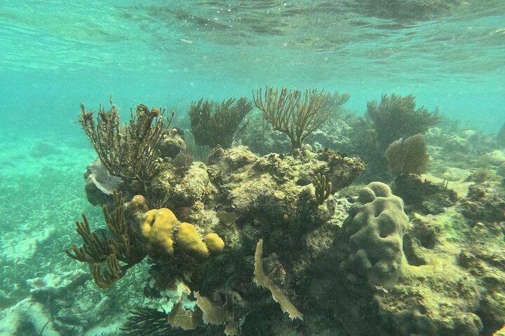 Snorkel Paradise Cancun 5 in 1 For Non Swimmers