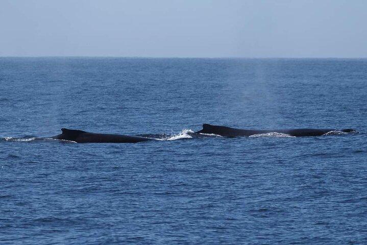 4 Hours of Humpback Whale Watching in Tahiti