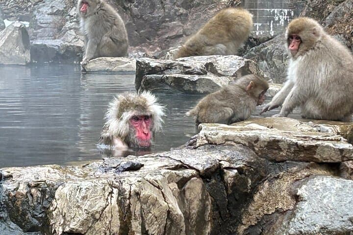 Full Day Snow Monkey Park Tour, From/To Tokyo, 2-12 guests