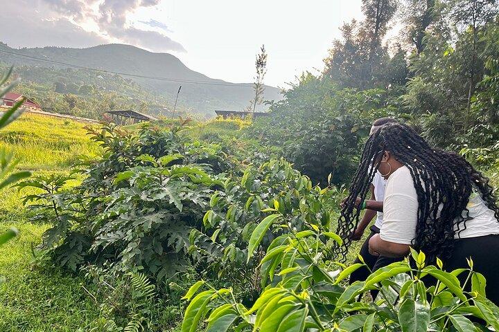 1 day Lake Kivu Adventure, Scenic Hike & Coffee Plantation Tour