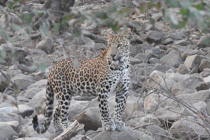 Panna National Park and Tiger Reserve Jeep Safari from Khajuraho