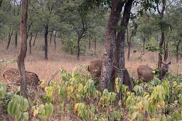 Panna National Park and Tiger Reserve Jeep Safari from Khajuraho