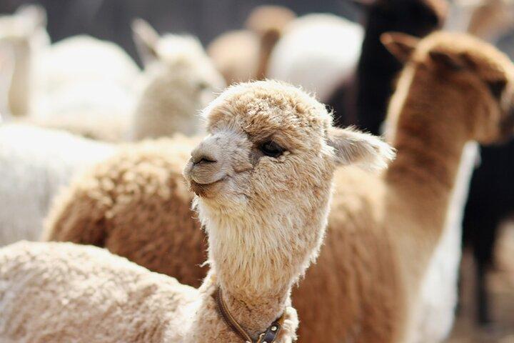 Samaksan, Nami Island and Alpaca or Railbike tour from Seoul