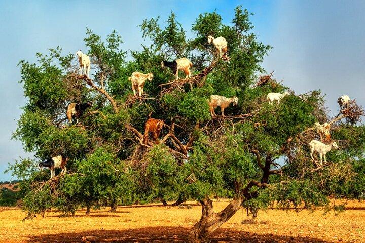 private tour : full day trip from Marrakech to Essaouira