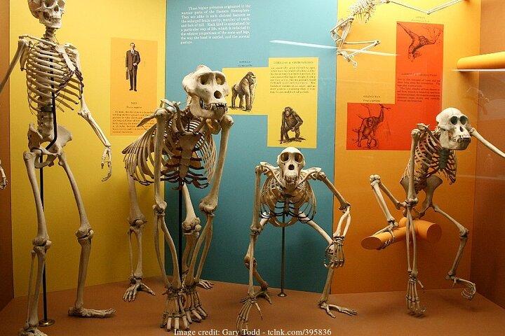 Two Smithsonian Museums Private Tour: American & Natural History