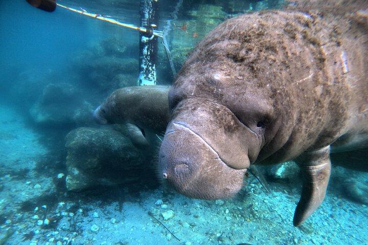 Semi Private Manatee Swim Tour