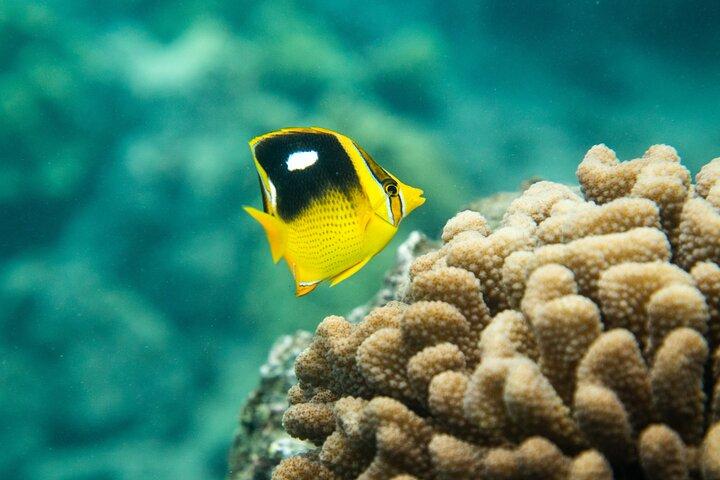 The Best Maui 3 Hour Molokini and Turtle Town Snorkel