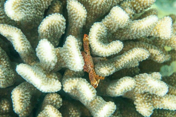 The Best Maui 3 Hour Molokini and Turtle Town Snorkel