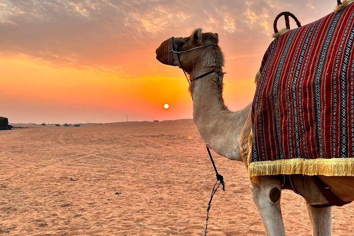 Morning Desert Safari in Dubai