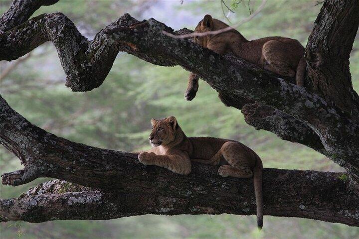 Private Lake Nakuru Day Tour From Nairobi