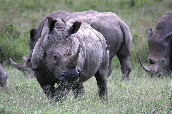 Private Lake Nakuru Day Tour From Nairobi