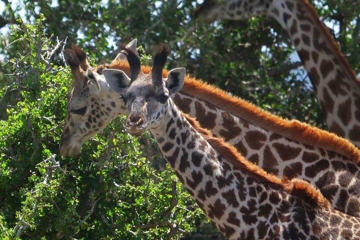 Private Lake Nakuru Day Tour From Nairobi