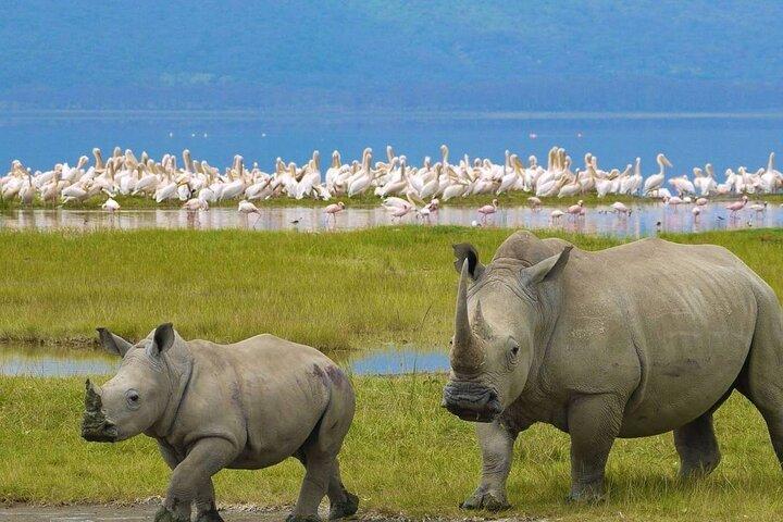 Private Lake Nakuru Day Tour From Nairobi