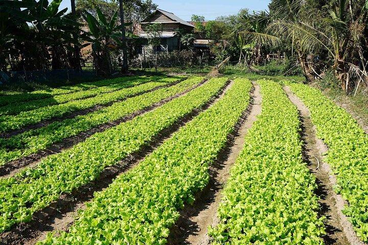 Village walking and Cooking class in Siem Reap